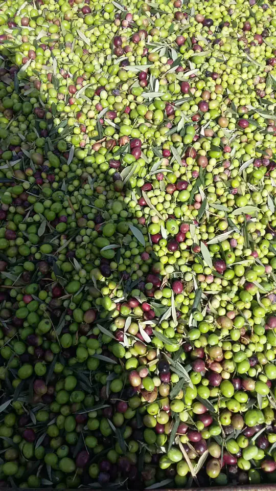 Aceitunas en el olivar de la huerta Rejano, materia prima del aceite de oliva virgen extra artesanal.