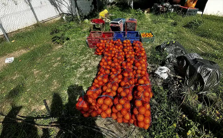 Bolsa de naranjas de mesa de Palma del Río preparada para envío a domicilio en 24 horas desde la huerta Rejano.