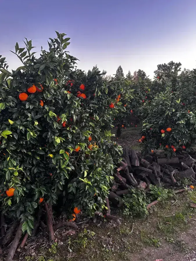 Plantación de naranjos en la huerta Rejano, Palma del Río, con frutos maduros listos para recolectar.