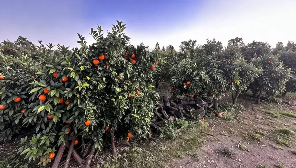 Naranjas de Mesa y Zumo