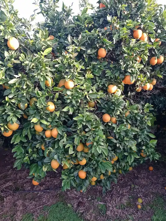 Árbol de naranjo en la huerta mediterránea de Córdoba