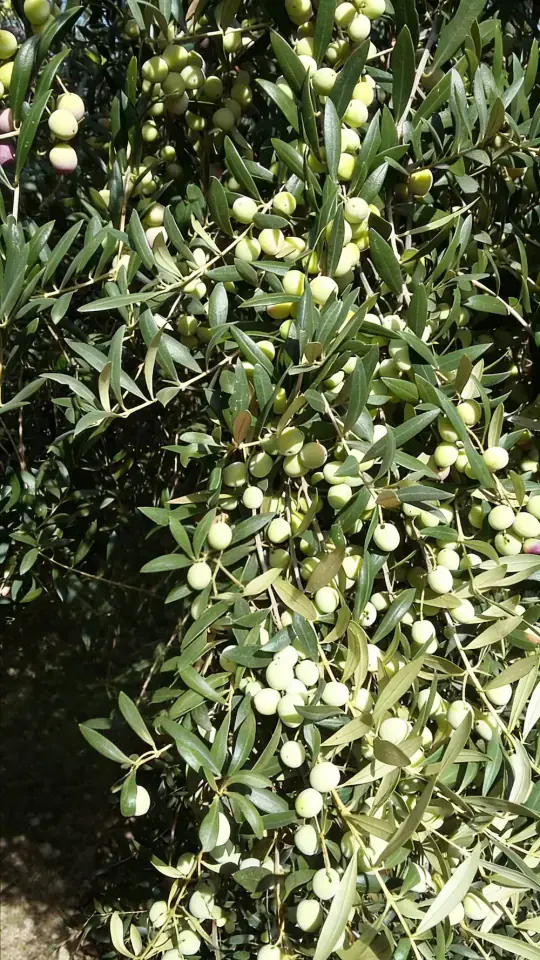 Olivar tradicional en Palma del Río perteneciente a la finca Rejano, cultivo sostenible y familiar.