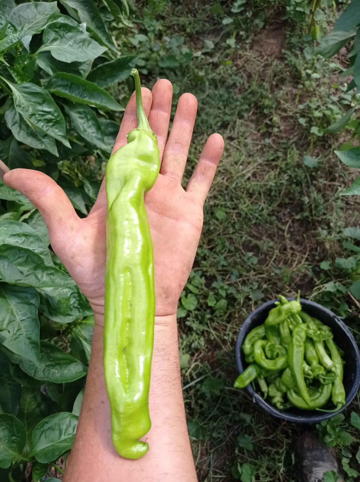 Cosecha de pimientos verdes alargados recién recolectados en la huerta Rejano de Palma del Río, Córdoba.