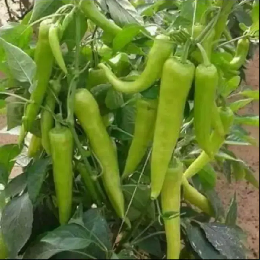 Pimientos rojos y verdes frescos cultivados en la huerta Rejano, hortaliza de temporada de Palma del Río.