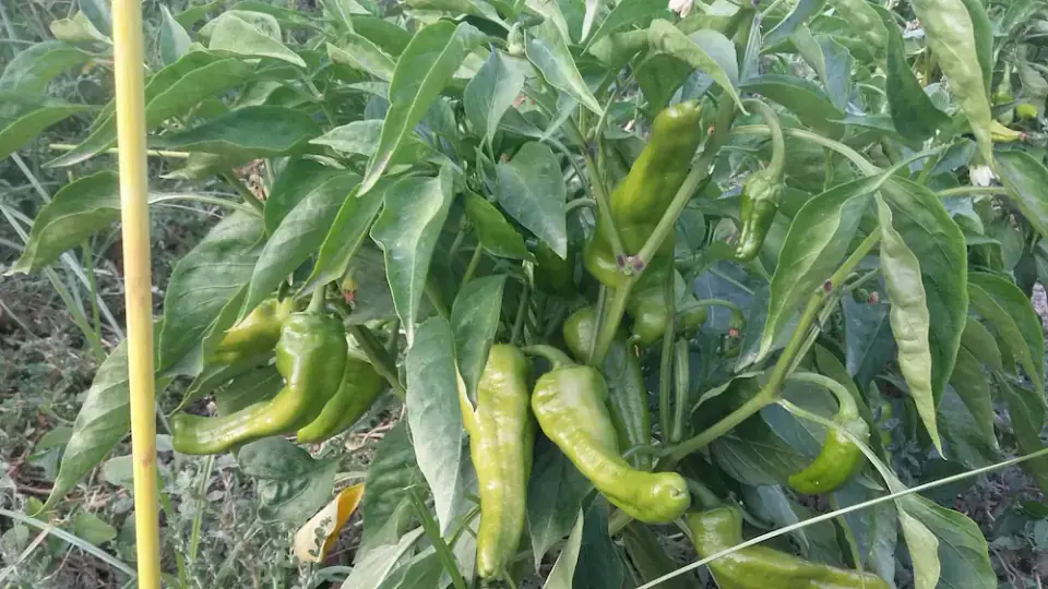 Pimientos de cultivo tradicional en la huerta Rejano, recolectados en su punto óptimo de maduración.
