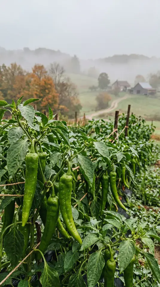 Pimientos verdes frescos en planta con rocío de mañana en el campo de cultivo de la huerta Rejano, Palma del Río.