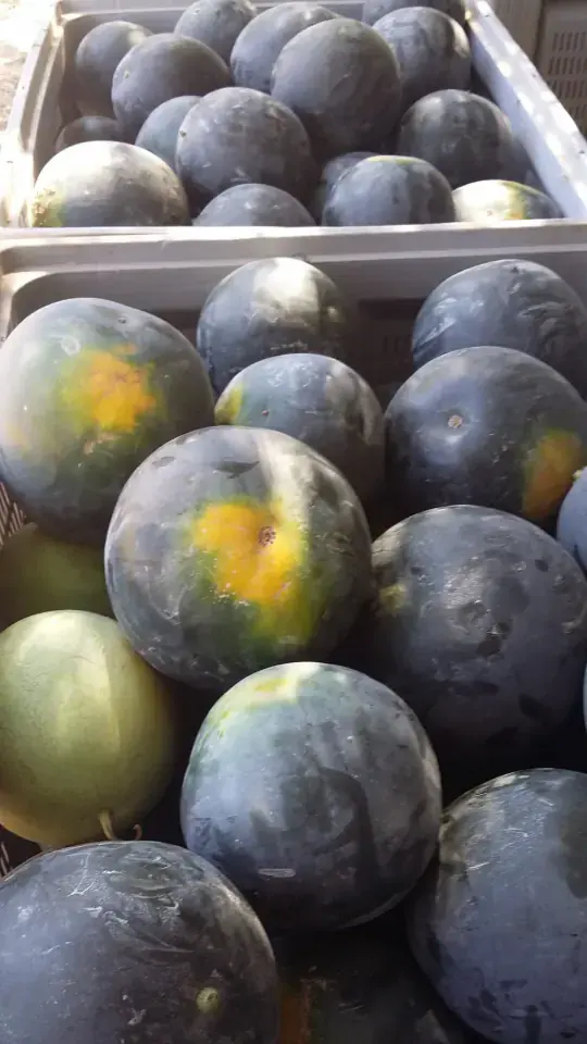 Sandía negra de pulpa roja y dulce cultivada en Palma del Río, variedad de temporada Huerta Rejano.