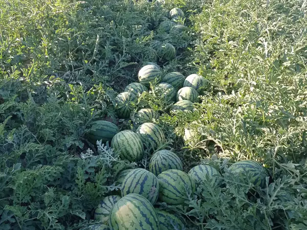 Sandía blanca o rayada de la huerta Rejano, fruta de verano recolectada en su punto óptimo de maduración.