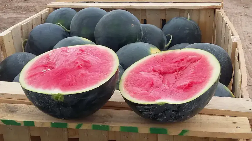 Sandías frescas recién cortadas en la huerta Rejano, listas para su venta directa en temporada.