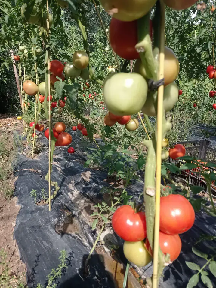 Tomates maduros en rama al sol en el huerto familiar Rejano, listos para su recolección artesanal.