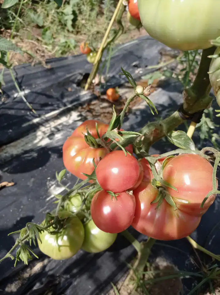 Tomates frescos de temporada de máxima calidad, recolectados en la huerta Rejano para venta directa.