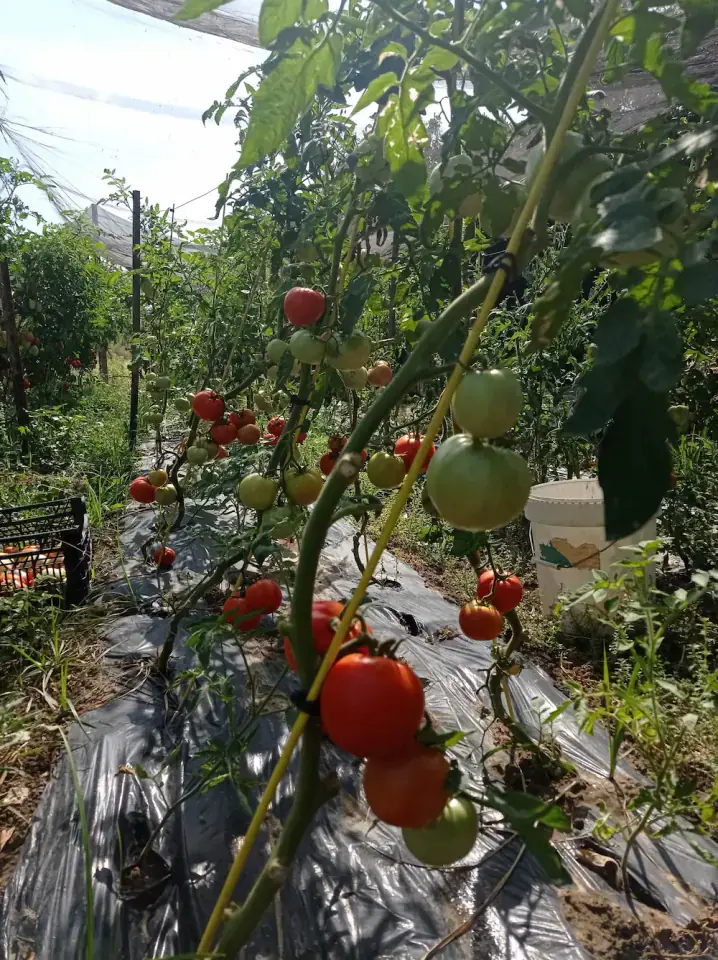 Tomates de cultivo natural en la huerta Rejano de Palma del Río, Córdoba, cuidados a mano sin intermediarios.